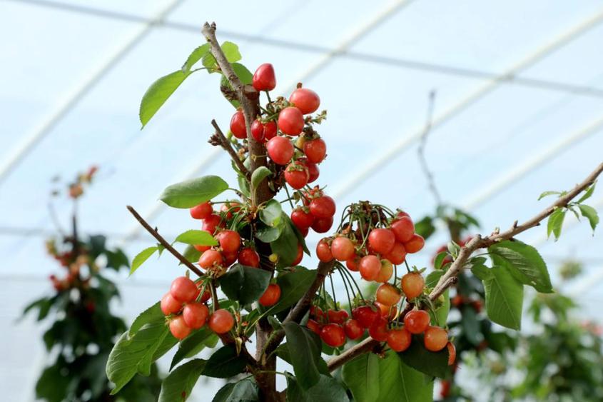 莎车县：樱桃映红戈壁滩 硕果点亮致富路