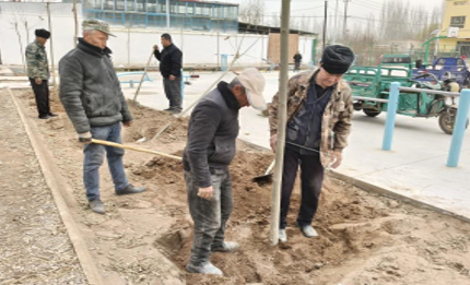 在红石榴文体广场种植梧桐树。