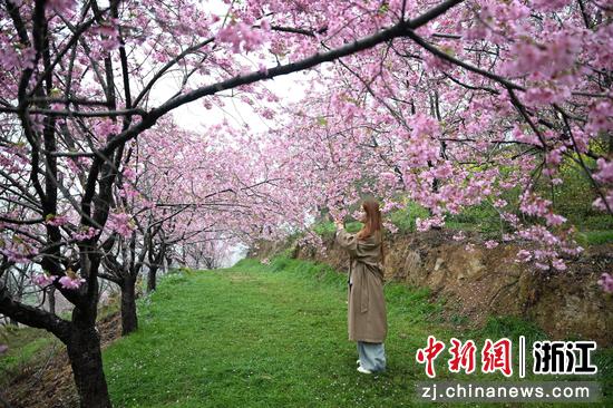 图为：游人在樱花林间赏花拍照。中新社记者 王刚 摄