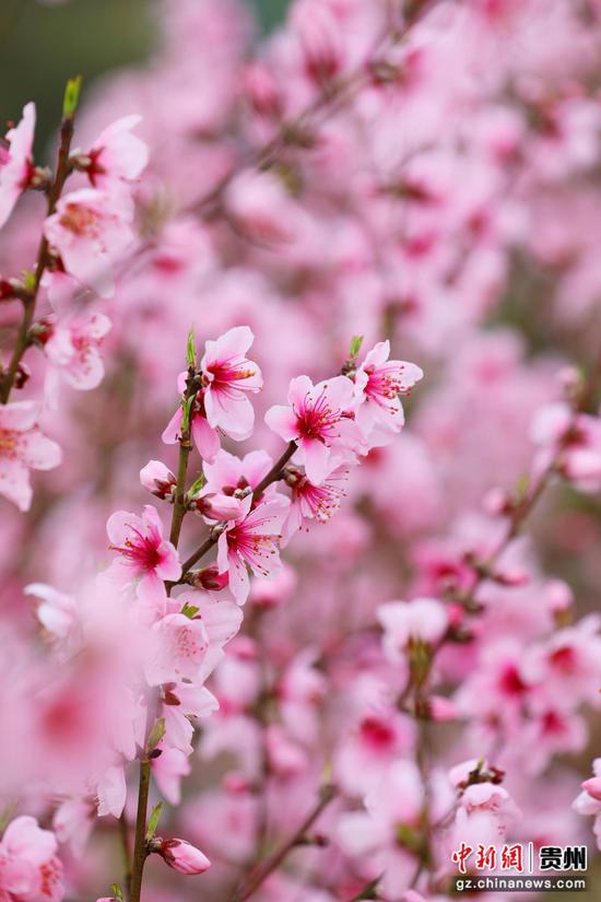 贵阳市乌当区偏坡布依族乡的田野间桃花盛开