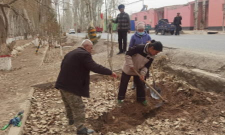村民在主干道种植杏树。