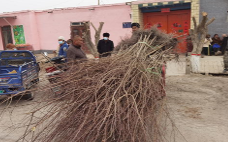 村民拉运杏树苗。