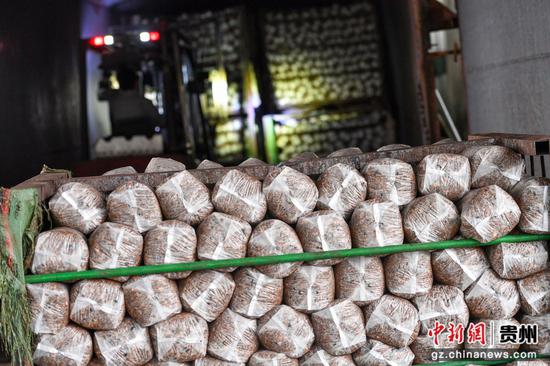 2026年3月13日，赫章县辅处乡菌棒车间内准备装车的菌棒，闵罡 摄