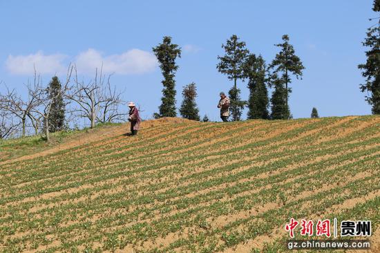 岑巩县客楼镇白家坝村太子参产业基地，务工群众正在给太子参施肥。朱胜攀 摄