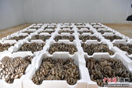 2026年3月13日，赫章县辅处乡采摘的平菇。闵罡 摄