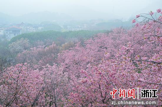 图为：山间樱花密集绽放。中新社记者 王刚 摄