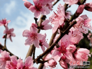 贵阳市乌当区偏坡布依族乡的田野间桃花盛开