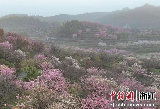 图为：航拍山坡上盛放的樱花林。（无人机照片）中新社记者 王刚 摄