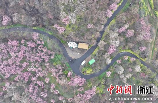 图为：航拍山间的樱花林。（无人机照片）中新社记者 王刚 摄