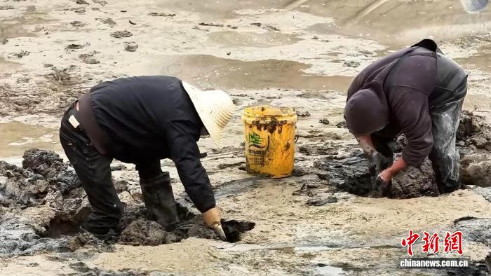 浙江三门缢蛏大漠迎丰收 盐碱水养出富民产业