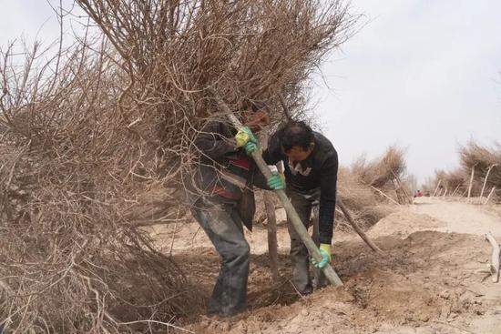 种植户相互配合为石榴树扶枝。阿卜力克木·依卜拉依木 摄