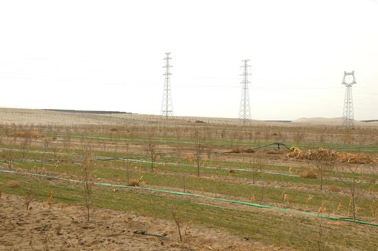 和田市6300亩群众防沙治沙项目区。阿的拉 摄4