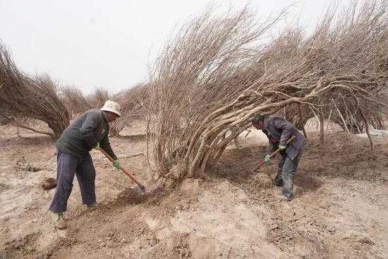 石榴种植户在为石榴树清土。阿卜力克木·依卜拉依木 摄