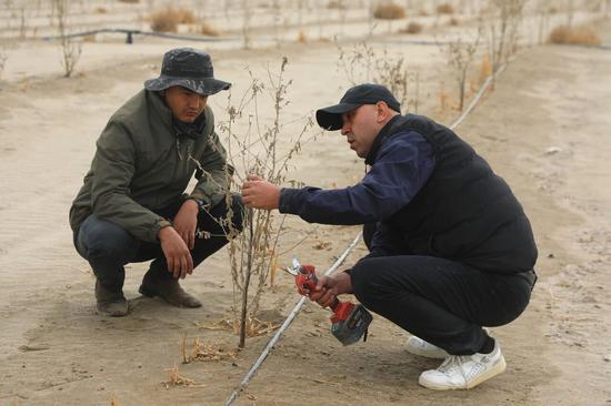 林草局工作人员和管护人员查看树苗长势。阿的拉 摄e
