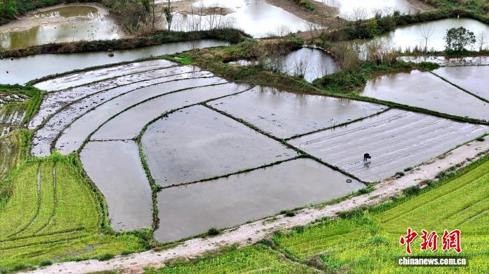 “桂北粮仓”广西柳城仫佬山乡育秧忙
