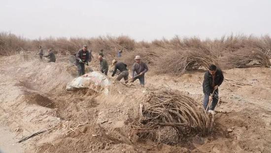 皮山县皮亚勒玛乡库木博依村种植户忙着给石榴开墩。阿卜力克木·依卜拉依木 摄