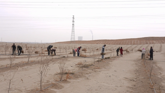 管护人员在防沙治沙项目区管理苗木。阿的拉 摄