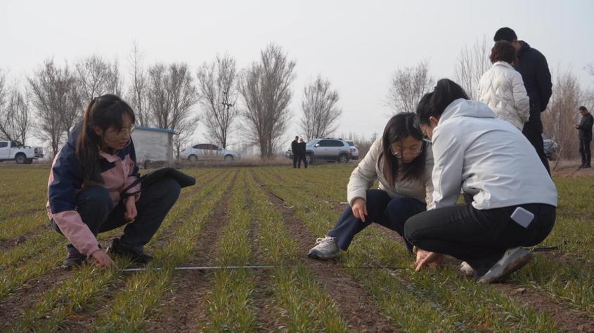 伊犁州冬小麦春季田间管理现场培训会在察布查尔县召开