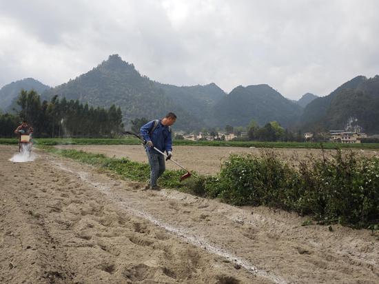 图为烟农在清除田边杂草。韦钦泉摄