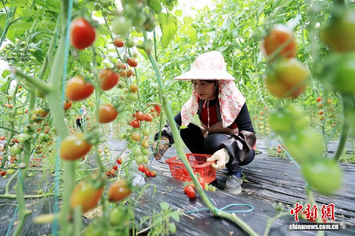春分至 桂北山区田间地头一派繁忙