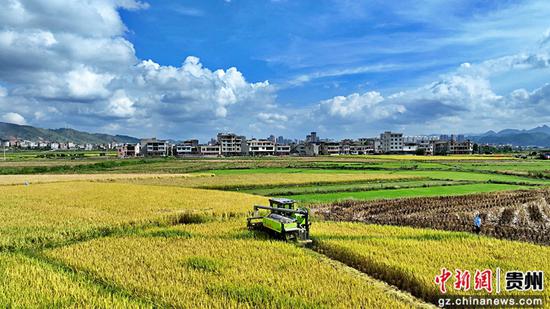 农机收割。 农机收割。