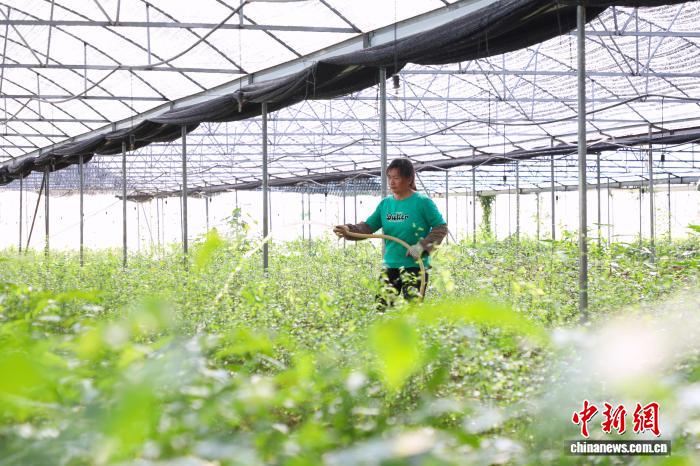 （走进中国乡村）广西大瑶山草药兴产业 康养智慧触达海外
