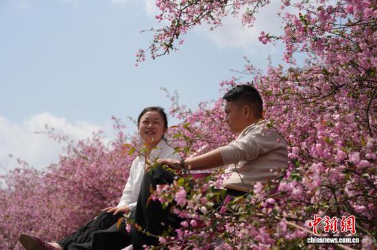 图为3月23日，民众在贵州省清镇市红枫湖畔的海棠花海里乐享春光。石小杰 摄