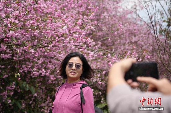 图为3月23日，民众在贵州省清镇市红枫湖畔的海棠花海里拍照打卡。石小杰 摄