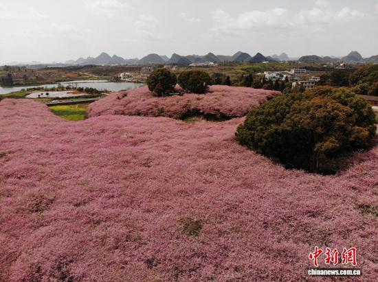 图为3月23日，航拍贵州省清镇市红枫湖畔的海棠花海。石小杰 摄