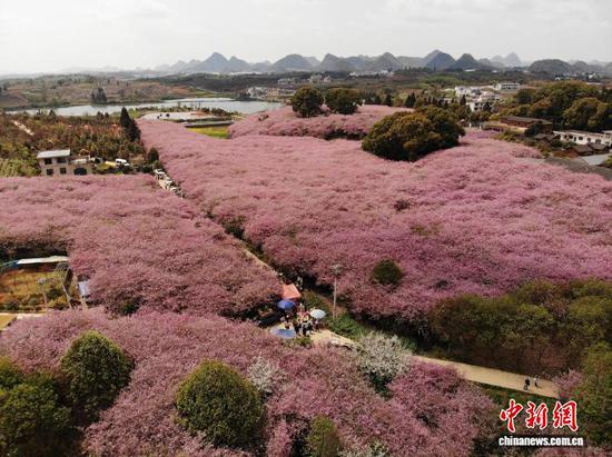 图为3月23日，航拍贵州省清镇市红枫湖畔的海棠花海。石小杰 摄
