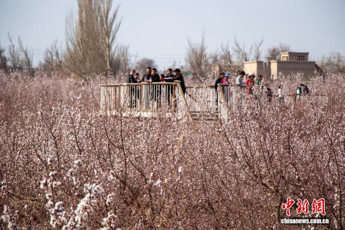 新疆托克逊杏花盛放 开启春日赏花热潮