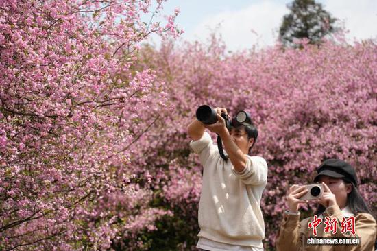 图为3月23日，民众在贵州省清镇市红枫湖畔的海棠花海里拍照打卡。石小杰 摄