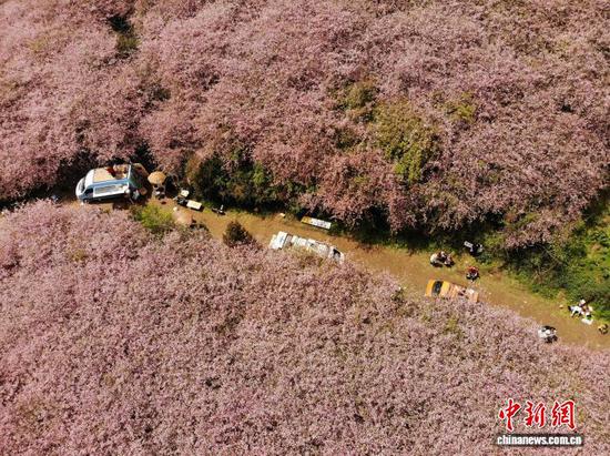 图为3月23日，航拍贵州省清镇市红枫湖畔的海棠花海。石小杰 摄