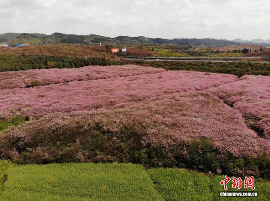 近日，位于贵州省清镇市红枫湖畔的百亩海棠花园迎来盛花期，粉白繁花缀满枝头，与村寨、公路、绿树相映成景，成为春日里的热门打卡地。许多游客前来踏春赏花，邂逅春天的浪漫，乐享春光。图为3月23日，航拍贵州省清镇市红枫湖畔的海棠花海与公路和远山相映成景。石小杰 摄