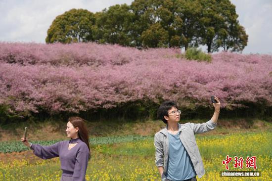 图为3月23日，民众在贵州省清镇市红枫湖畔的海棠花海里拍照打卡。石小杰 摄