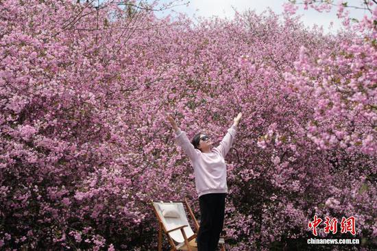 图为3月23日，民众在贵州省清镇市红枫湖畔的海棠花海里乐享春光。石小杰 摄