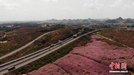 图为3月23日，航拍贵州省清镇市红枫湖畔的海棠花海与公路和远山相映成景。石小杰 摄