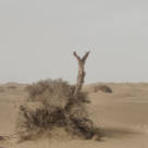 塔克拉玛干的守路人