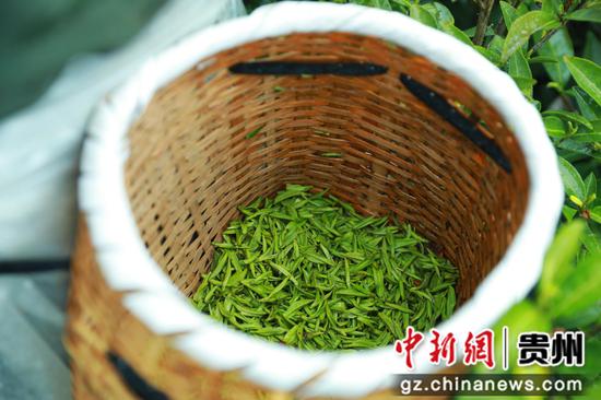 剑河县太拥镇翁王村的高山白茶。聂晶梅 摄