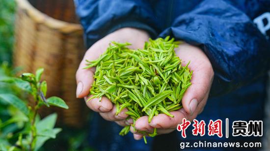 采茶工人正在展示所采的高山白茶。吴麟钦 摄