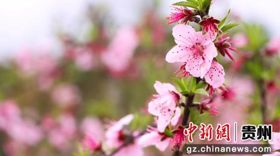 独山五百亩桃花盛开风景如画