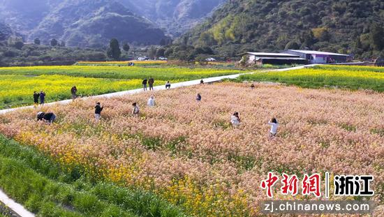 油菜花海吸引游人逛玩。黄岩城发集团供图