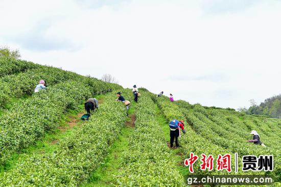 采茶工正在采摘茶叶