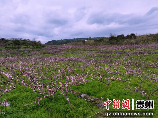 独山五百亩桃花盛开风景如画