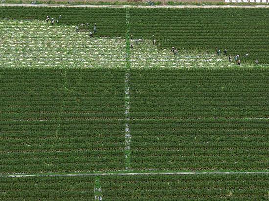 祥脚村蔬菜种植基地一角
