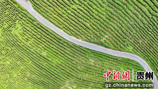 位于观山湖区朱昌镇的贵州柏春神鹊茶场