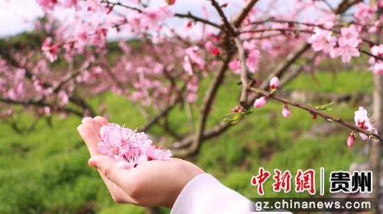 独山五百亩桃花盛开风景如画