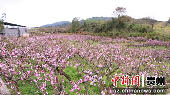 独山五百亩桃花盛开风景如画
