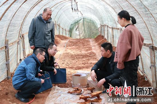 浙江省长兴县白岘村星芝康灵芝种植基地。煤山镇供图