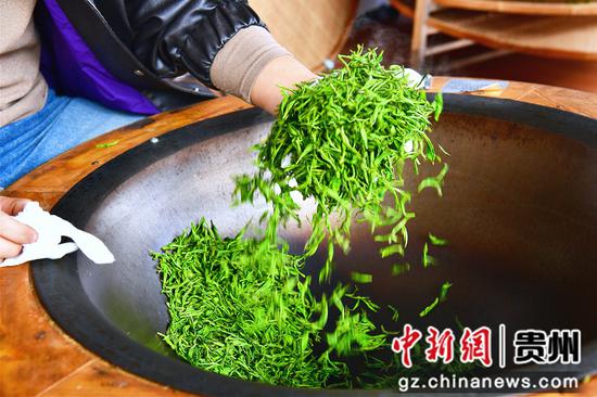 新鲜的茶芽历经一道道工序慢慢蜕变为成品春茶